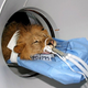 Illustration for article titled 12 More Viral Images That Are Totally Fake